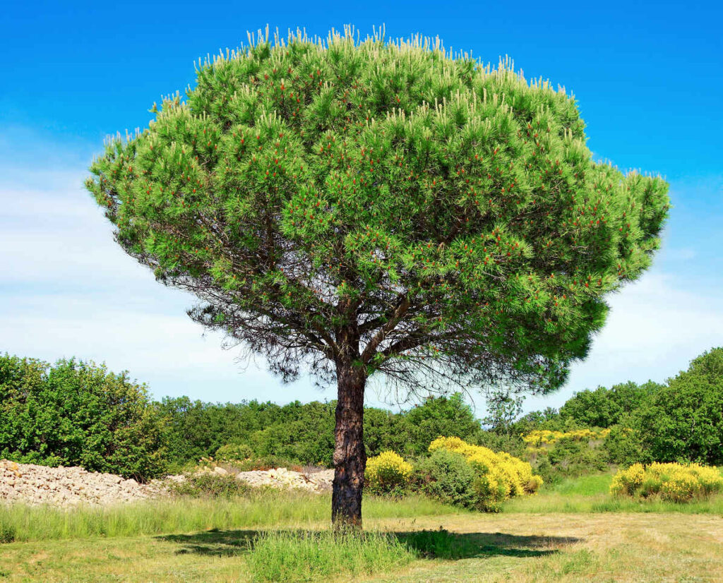 traitement des pins par drone